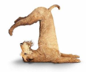 Yoga for Hope
